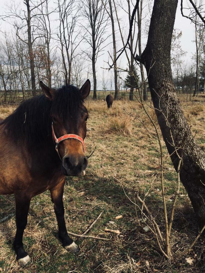 Dzikowka Villa Dzikow Stary Kültér fotó